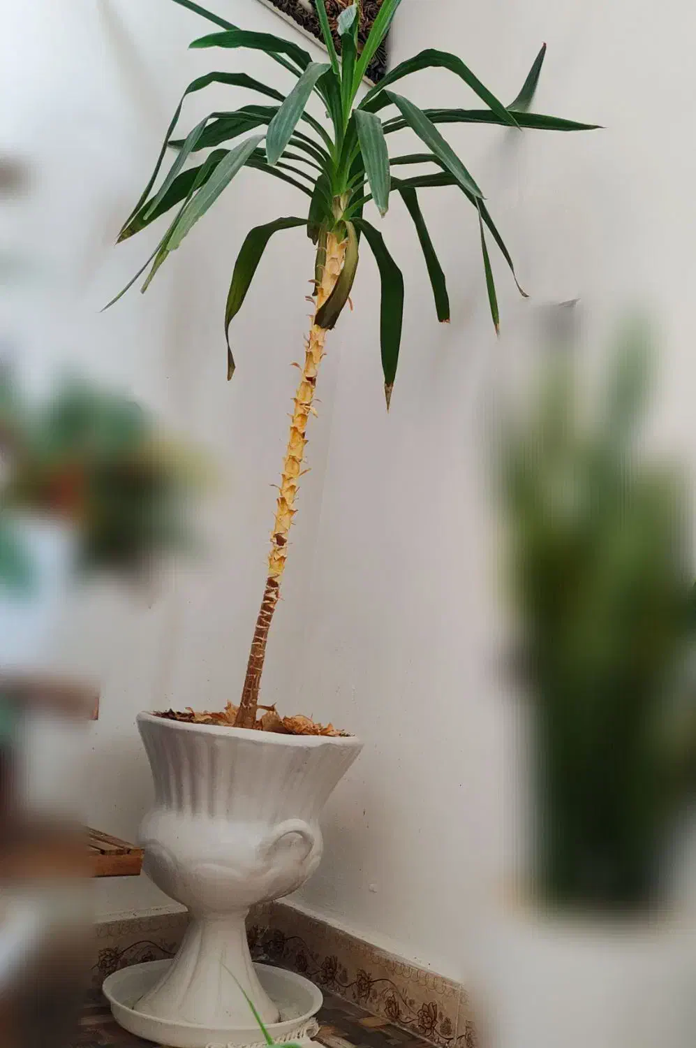 گل یوکا سانسوریا فیکوس|گل و گیاه طبیعی|تربتحیدریه, شهرک ولیعصر|دیوار