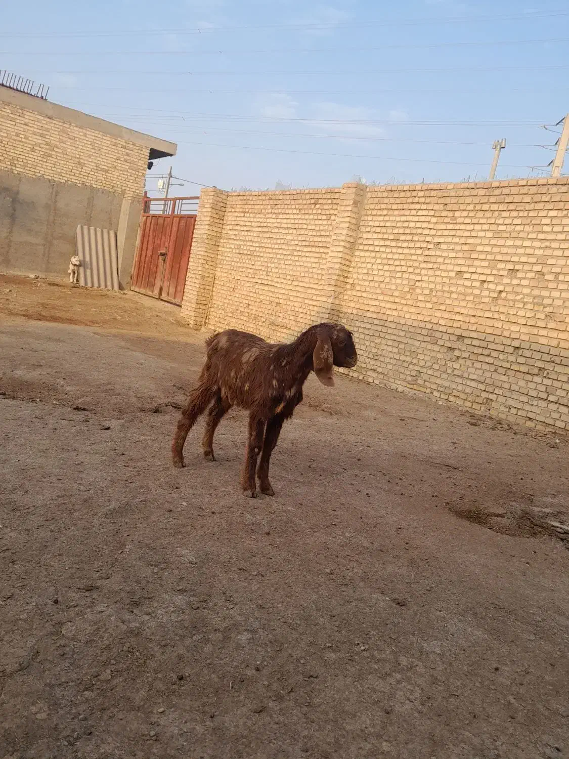 بزغاله نر بسیار سالم بقیمت ۴۳۰۰تومان خوراک خور|حیوانات مزرعه|گنبد کاووس, |دیوار