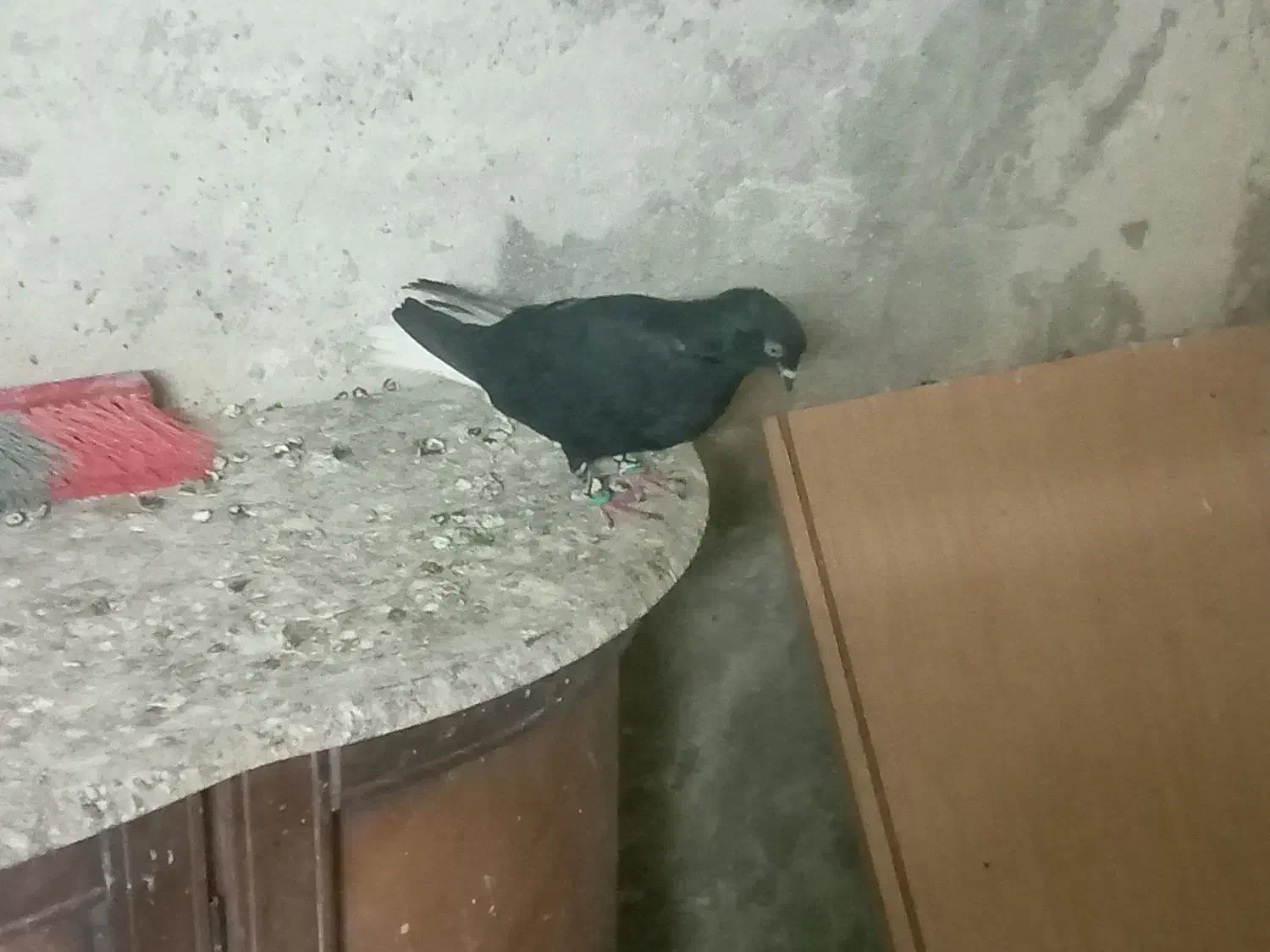 فروش کفتر دم سفید|پرنده|کرج, حیدرآباد|دیوار