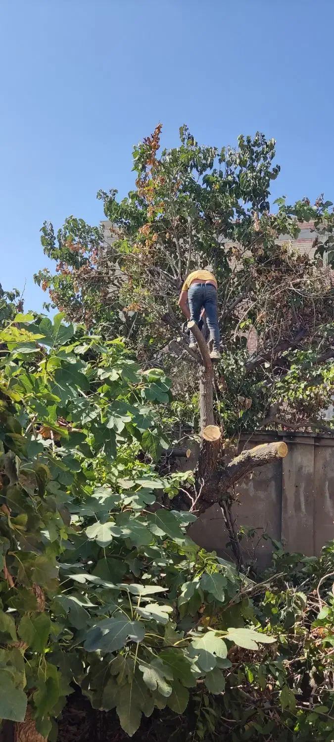 خرید انواع چوب و درخت در باغ وحیاط شما|خدمات باغبانی و درختکاری|ارومیه, |دیوار