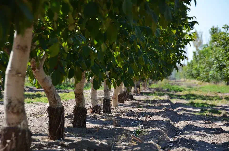 ۱.۵ هکتار باغ گردو با سایر امکانات|فروش زمین و ملک کلنگی|بهمن صغاد, |دیوار