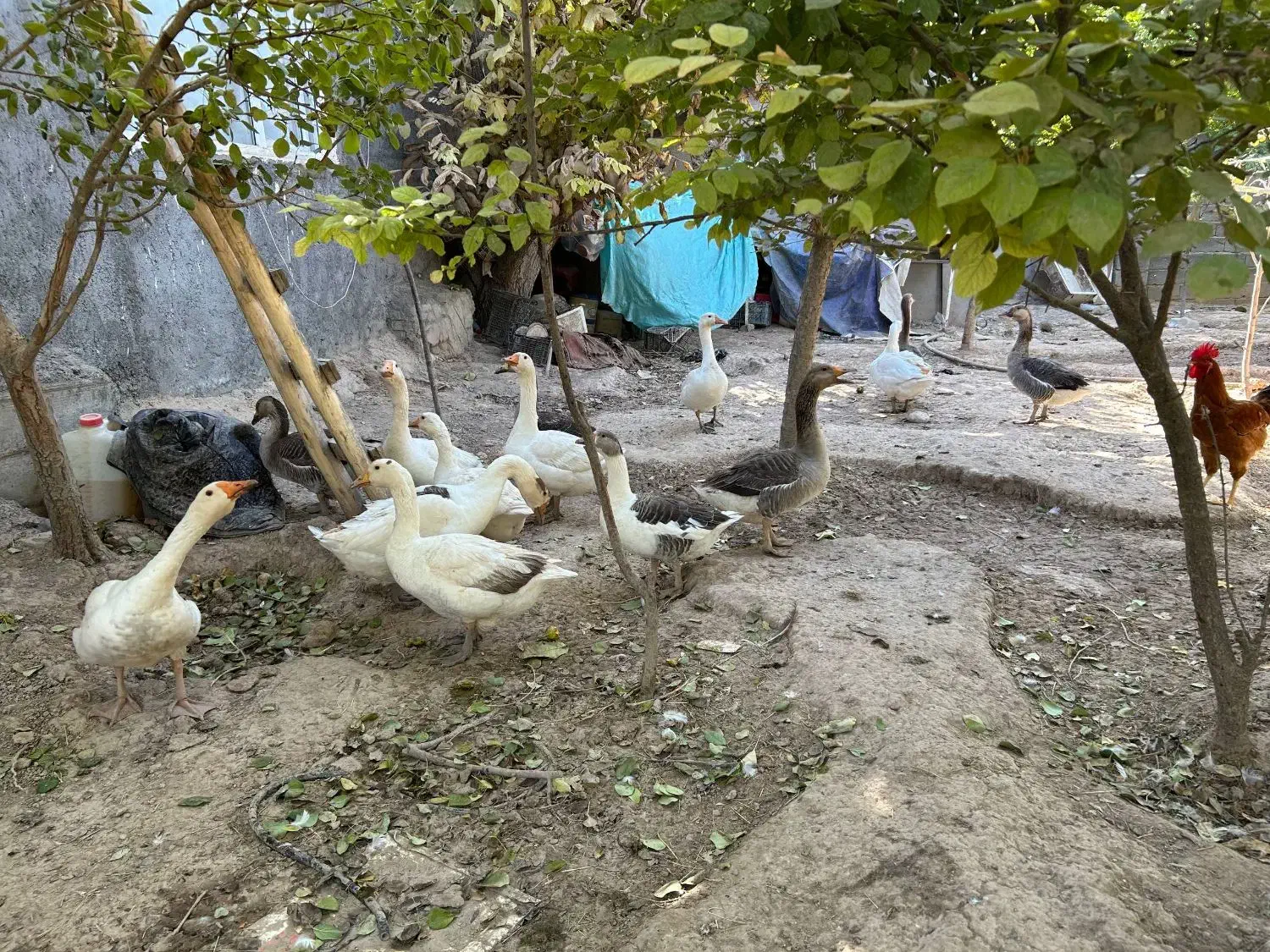 قو غاز|حیوانات مزرعه|مشهد, تبادکان|دیوار