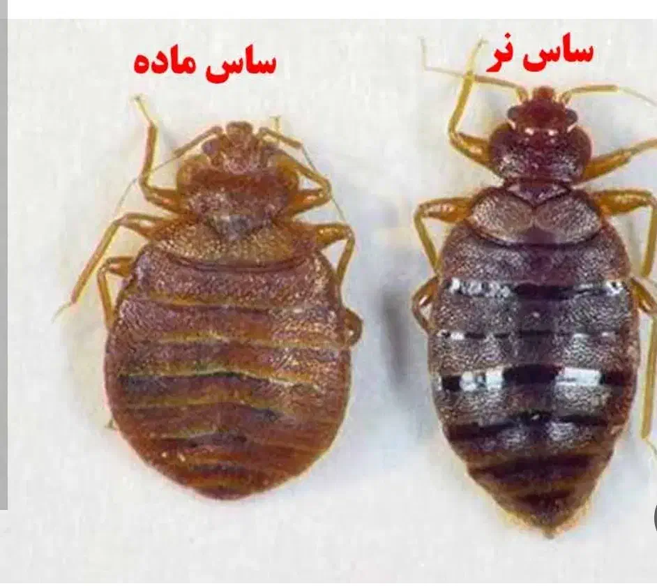 سم سموم ساس سوسک طعمه موش مارمولک تضمینی|عمده‌فروشی|قم, آذر (نکویی)|دیوار