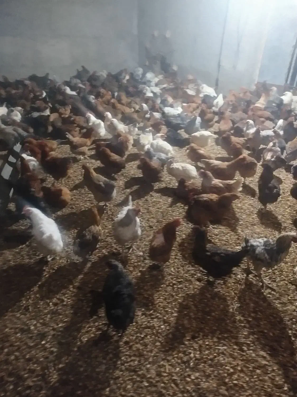 مرغ تخم گذار محلی|حیوانات مزرعه|خوشاب, |دیوار