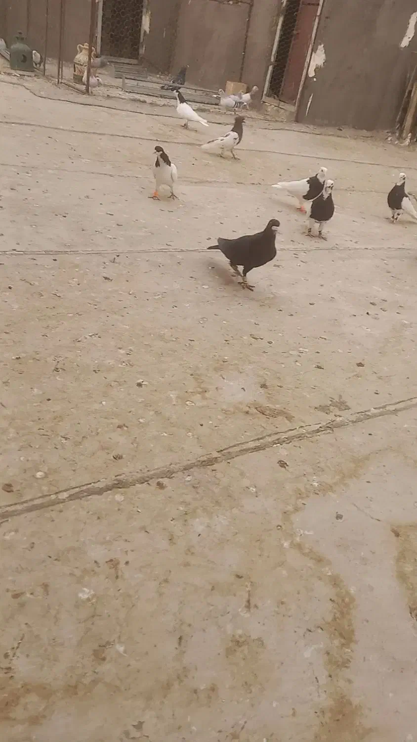 کبوتر پرشی نر|پرنده|شال, |دیوار