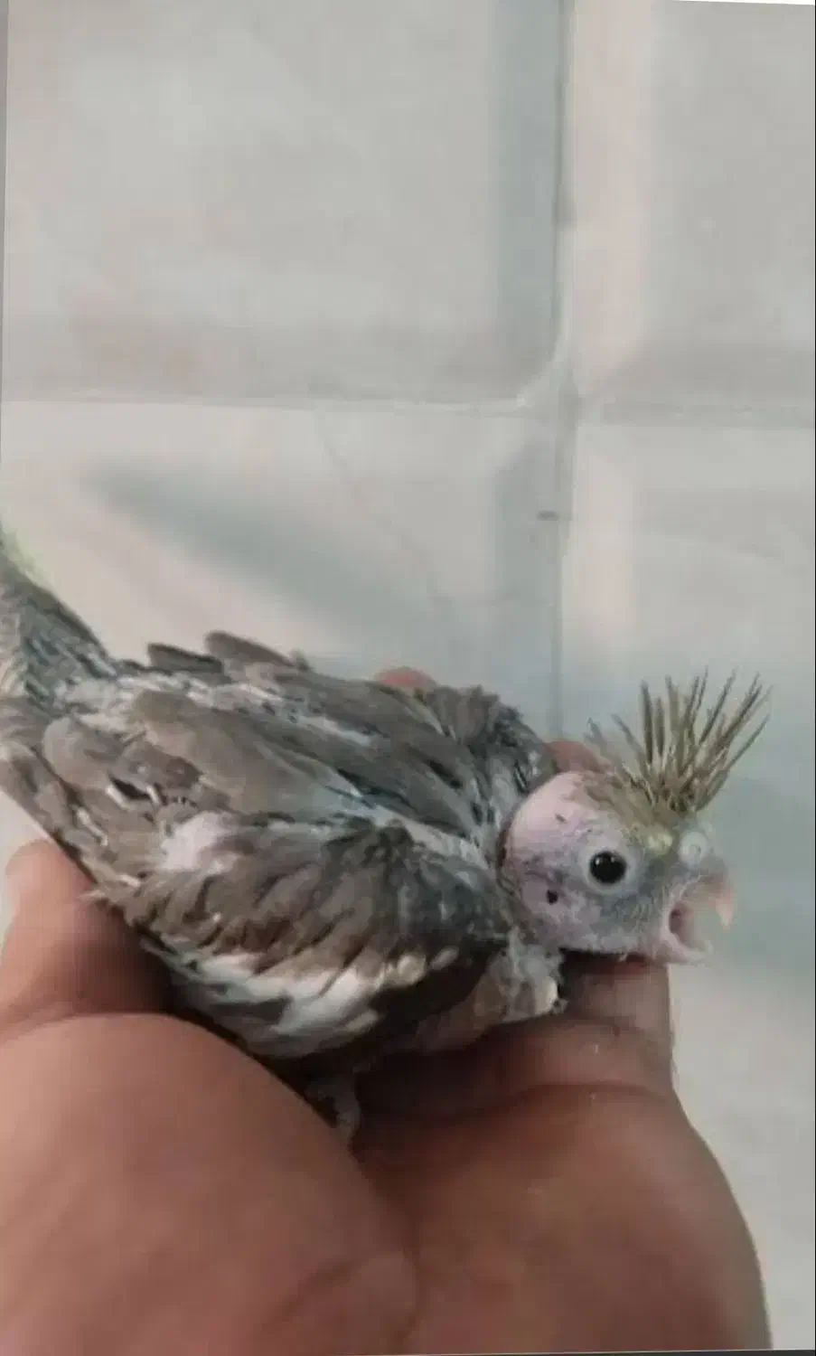 جوجه عروس هلندی|پرنده|ماکو, |دیوار