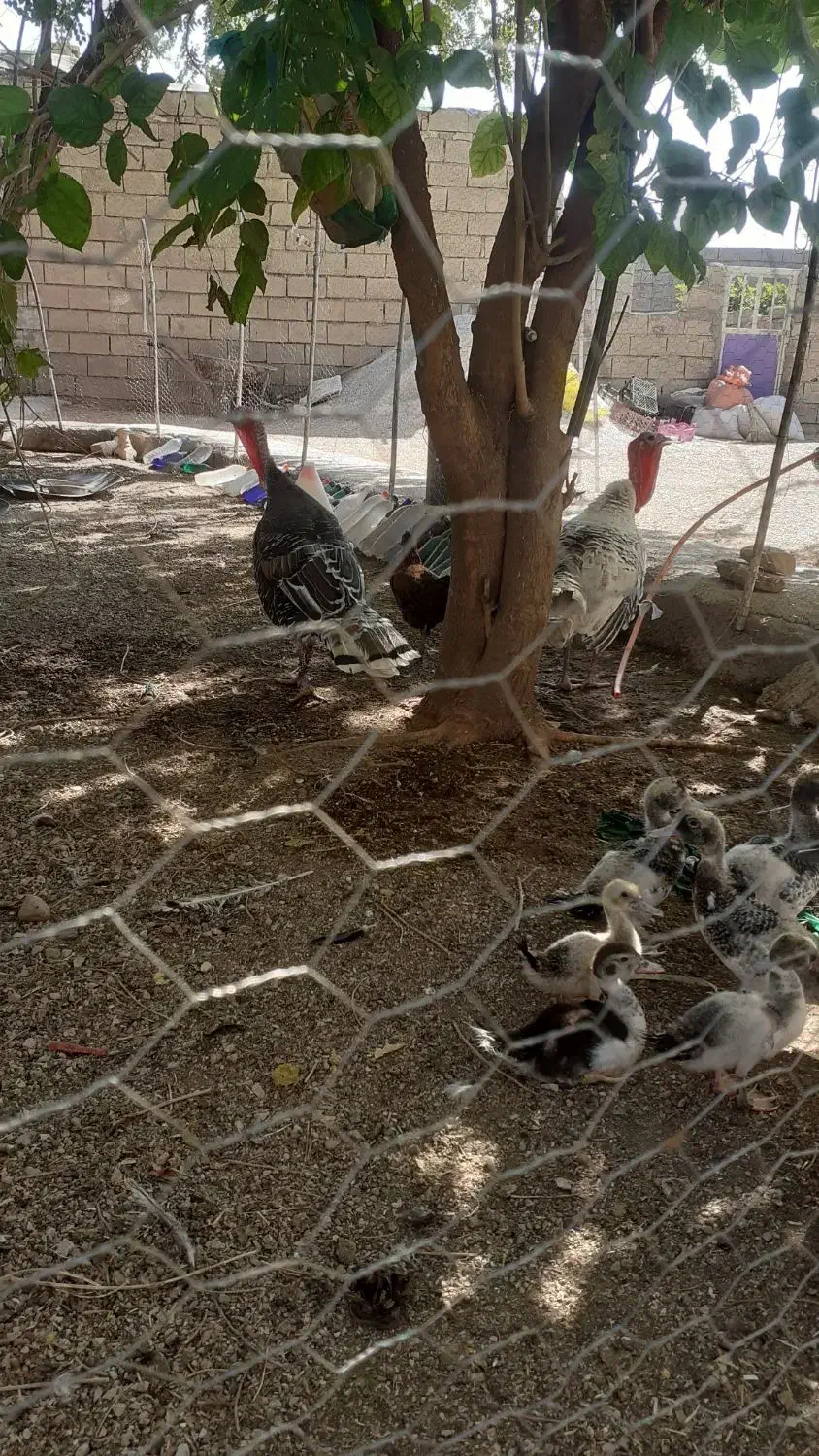 بوقلمون نر بزرگ|حیوانات مزرعه|اندیمشک, |دیوار