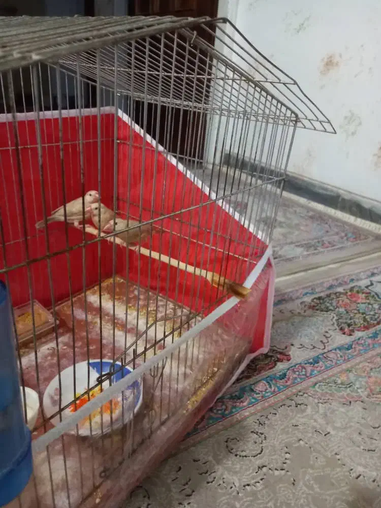 فنچ نرگسی شکلاتی|پرنده|شیراز, پودنک|دیوار