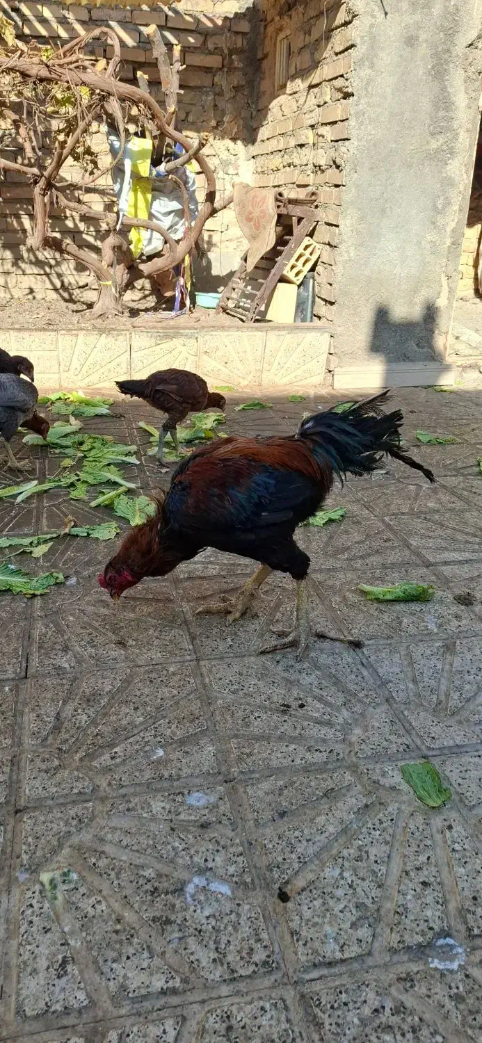 مرغ و خروس لاری|حیوانات مزرعه|مشهد, شهید آوینی|دیوار