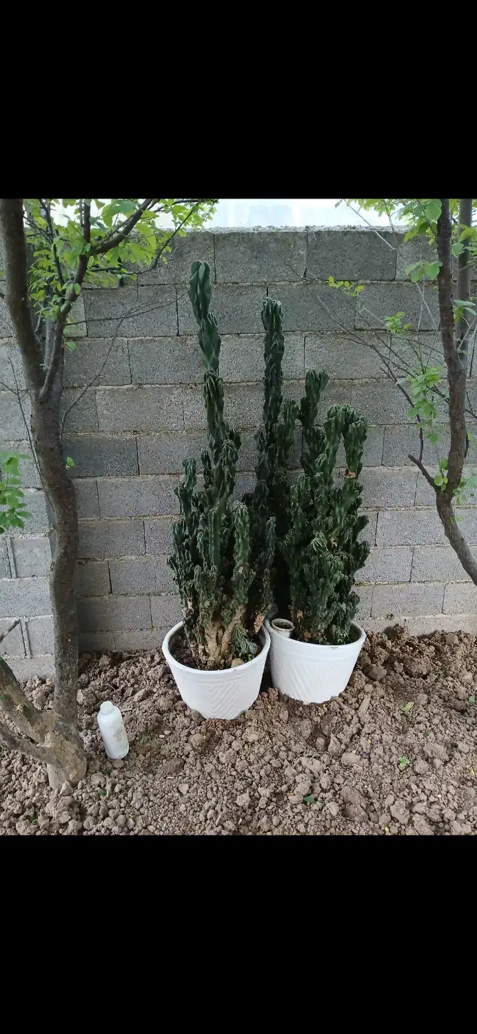 کاکتوس صخره ای|گل و گیاه طبیعی|رودسر, |دیوار