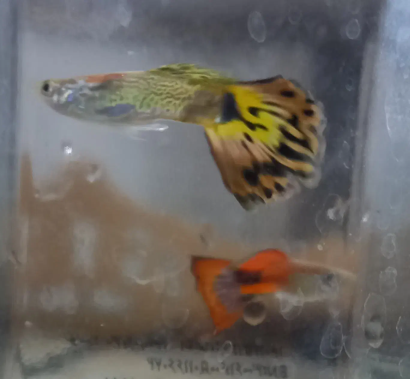 فروش ماهی گوپی بالغ و بچه ماهی گوپی|ماهی|یزد, |دیوار