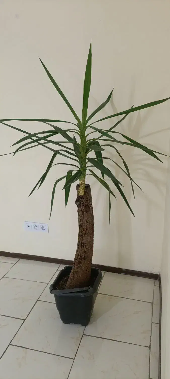 درختچه خارجی|گل و گیاه طبیعی|پردیس, فاز ۱۱|دیوار