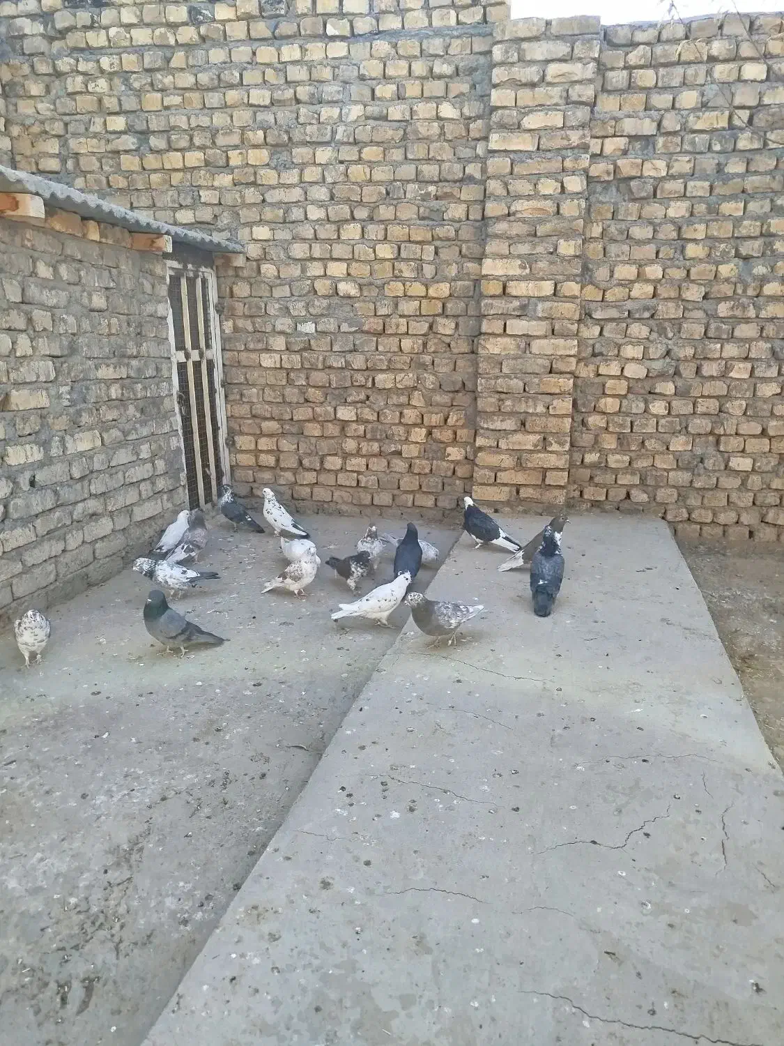 سلام 18عدد کبوتر خوب مو جود هست|پرنده|معصومیه, |دیوار