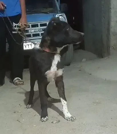 سگ اصیل(سرابی،قدرجونی)دو عدد نر|سگ|الوند, |دیوار