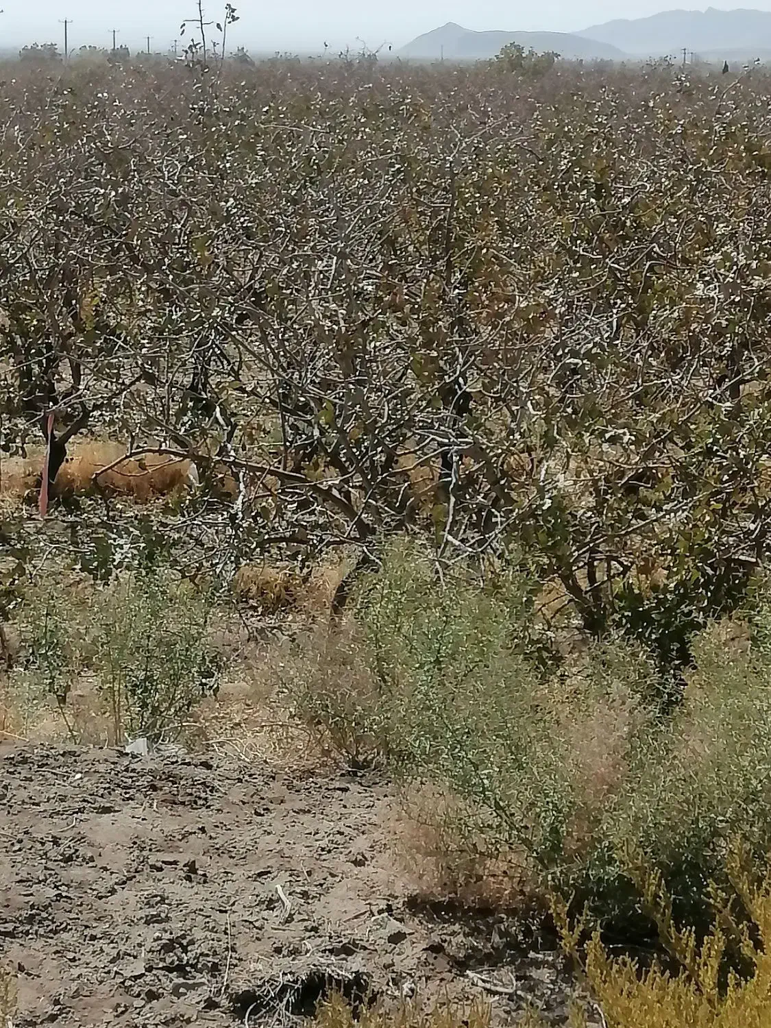 فروش آب وزمین پسته ای گلشن|فروش زمین و ملک کلنگی|یزدان شهر, |دیوار