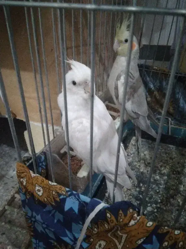 جوجه عروس سرلاکی|حیوانات|دهدشت, |دیوار