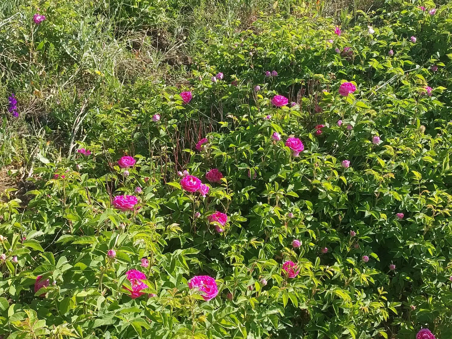 ریشه گل محمدی|گل و گیاه طبیعی|صفائیه, |دیوار