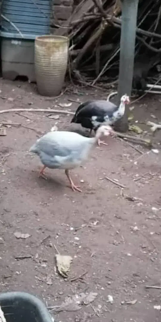 مرغ روسی(شاخدار)|حیوانات مزرعه|لاهیجان, خمیر کلایه|دیوار