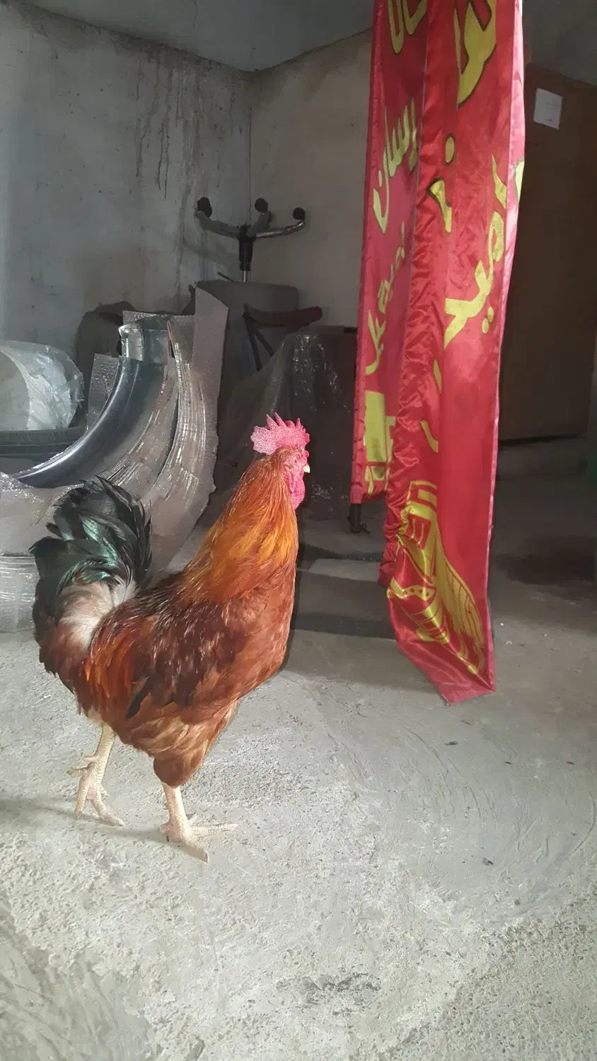 خروس محلی|حیوانات مزرعه|رشت, بیجارپس|دیوار