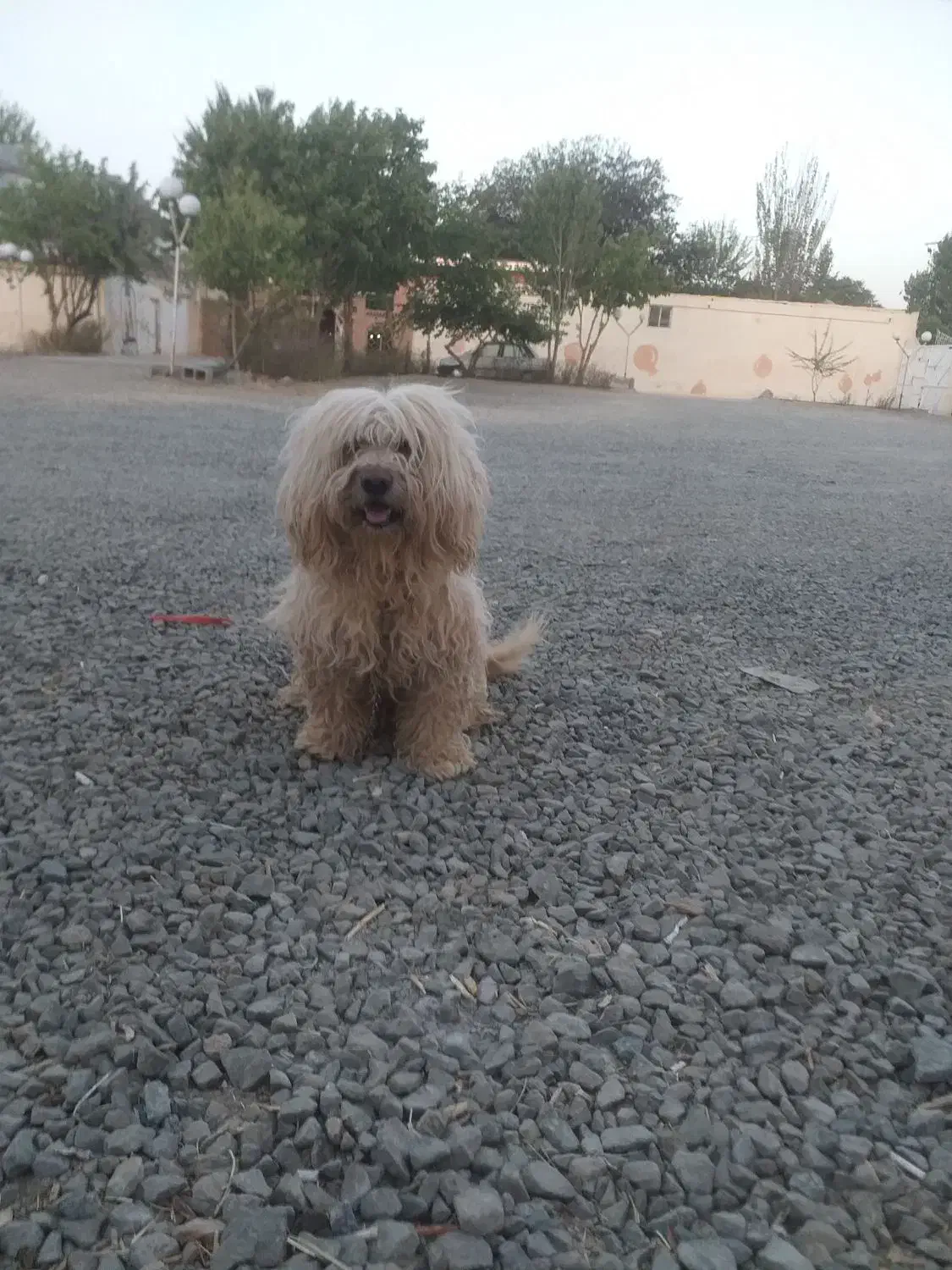 سگ پشمالو|سگ|بهار, |دیوار