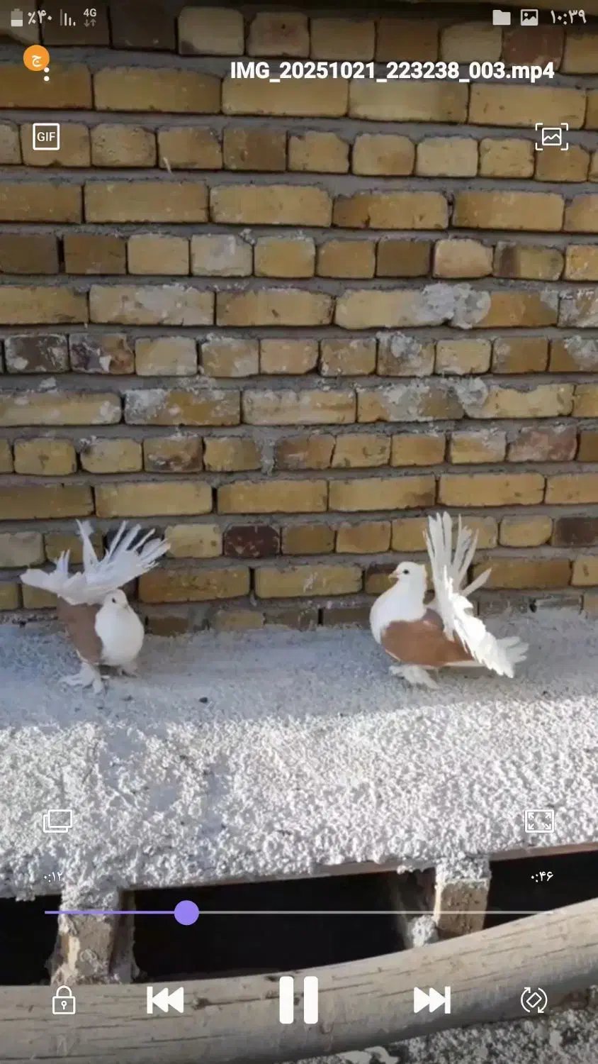 کبوتر تزینی دمچتری|پرنده|تهران, پردیسان|دیوار