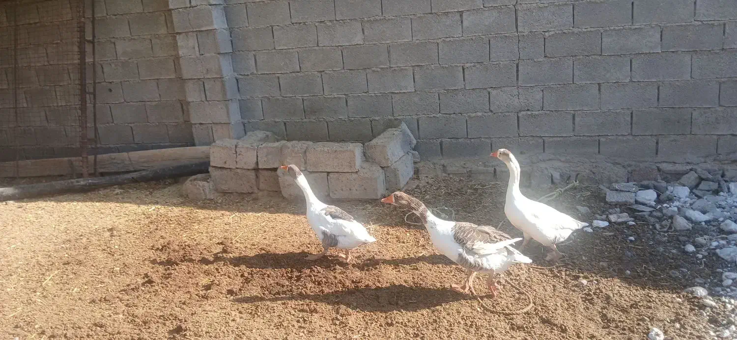 روستای مشراگه،امیدیه|حیوانات مزرعه|هندیجان, |دیوار