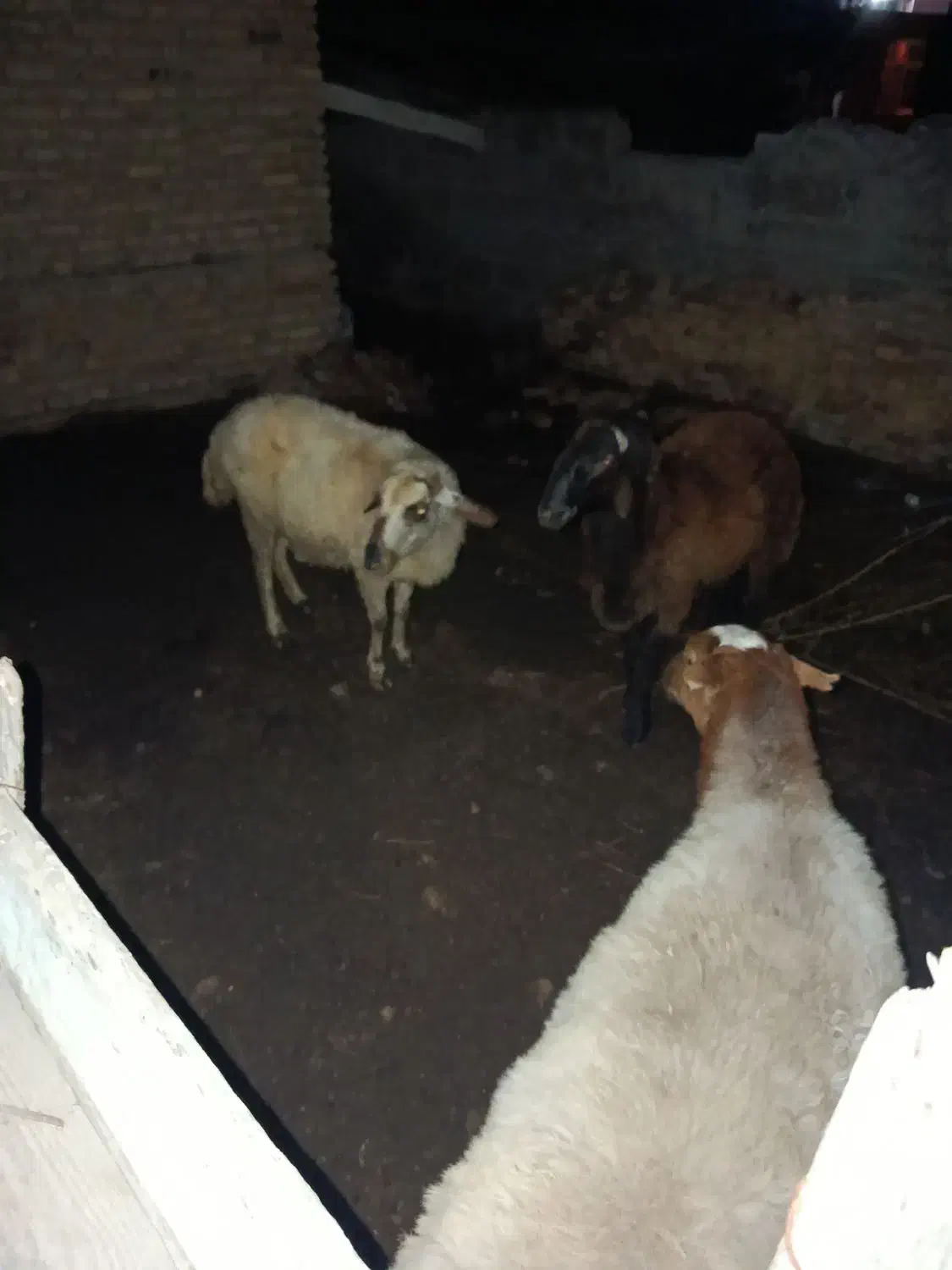 سه عدد گوسفند فروشی یکی قوچ خورده|حیوانات مزرعه|بندر ترکمن, |دیوار