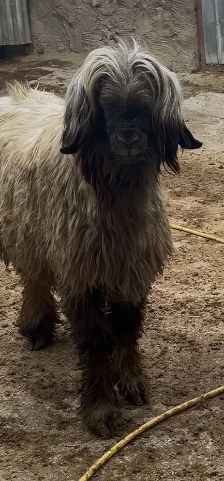 شیشک قوچ|حیوانات مزرعه|ایذه, |دیوار