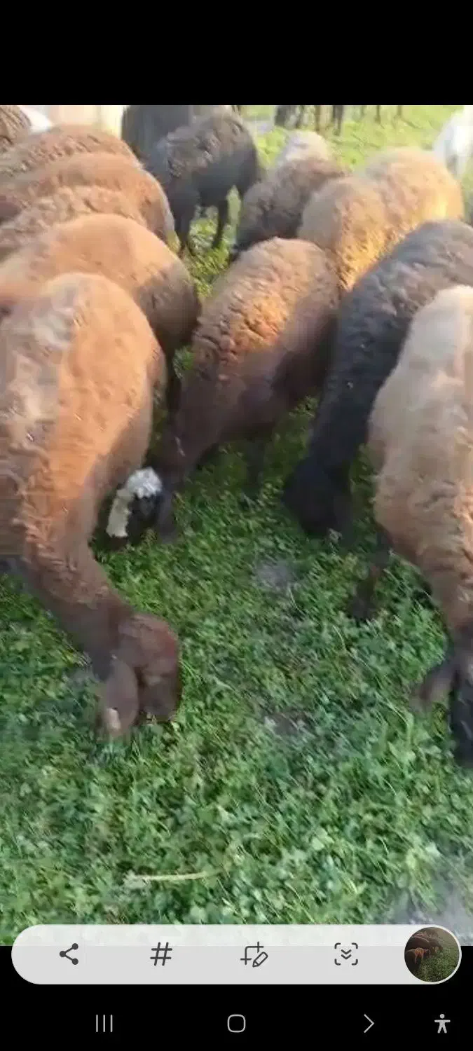 گوسفند قیزل افشار|حیوانات مزرعه|نوشین شهر, |دیوار