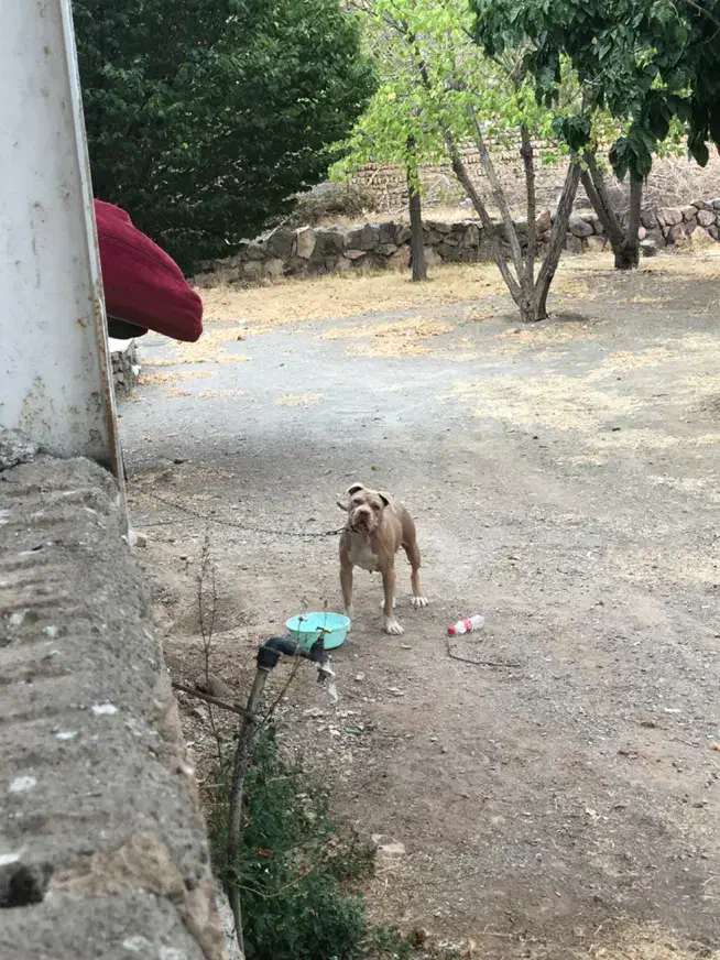 پیتبول ماده|سگ|کرج, باغستان|دیوار