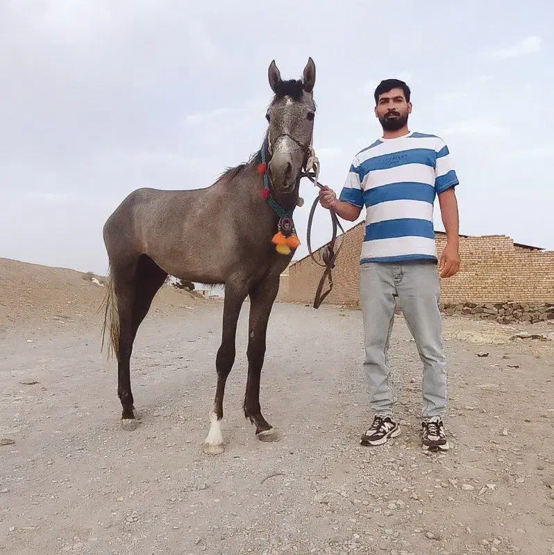 کره نریان عرب|اسب و تجهیزات اسب‌سواری|تربت‌حیدریه, ترمینال|دیوار