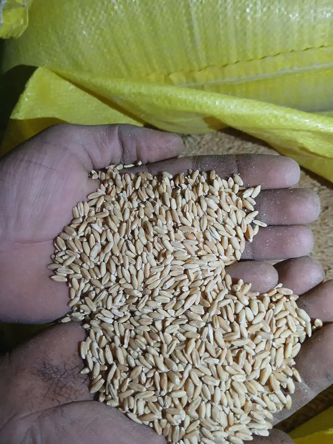 بهترین  و مرغوب ترین گندم دیم|عمدهفروشی|اشترینان, |دیوار