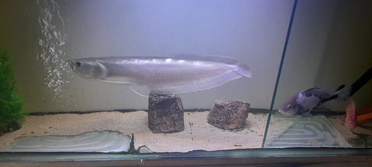 ماهی آروانا سیلور|ماهی|شاهینشهر, شهرک میلاد|دیوار