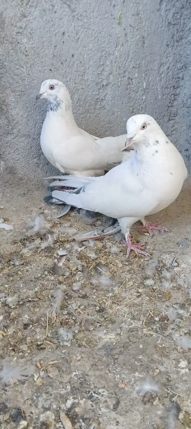 کبوترپرصدا دار|پرنده|فرخ‌شهر, |دیوار