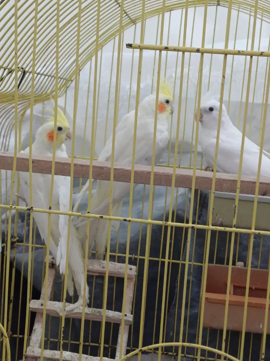 عروس هلندی|پرنده|بندر ترکمن, |دیوار