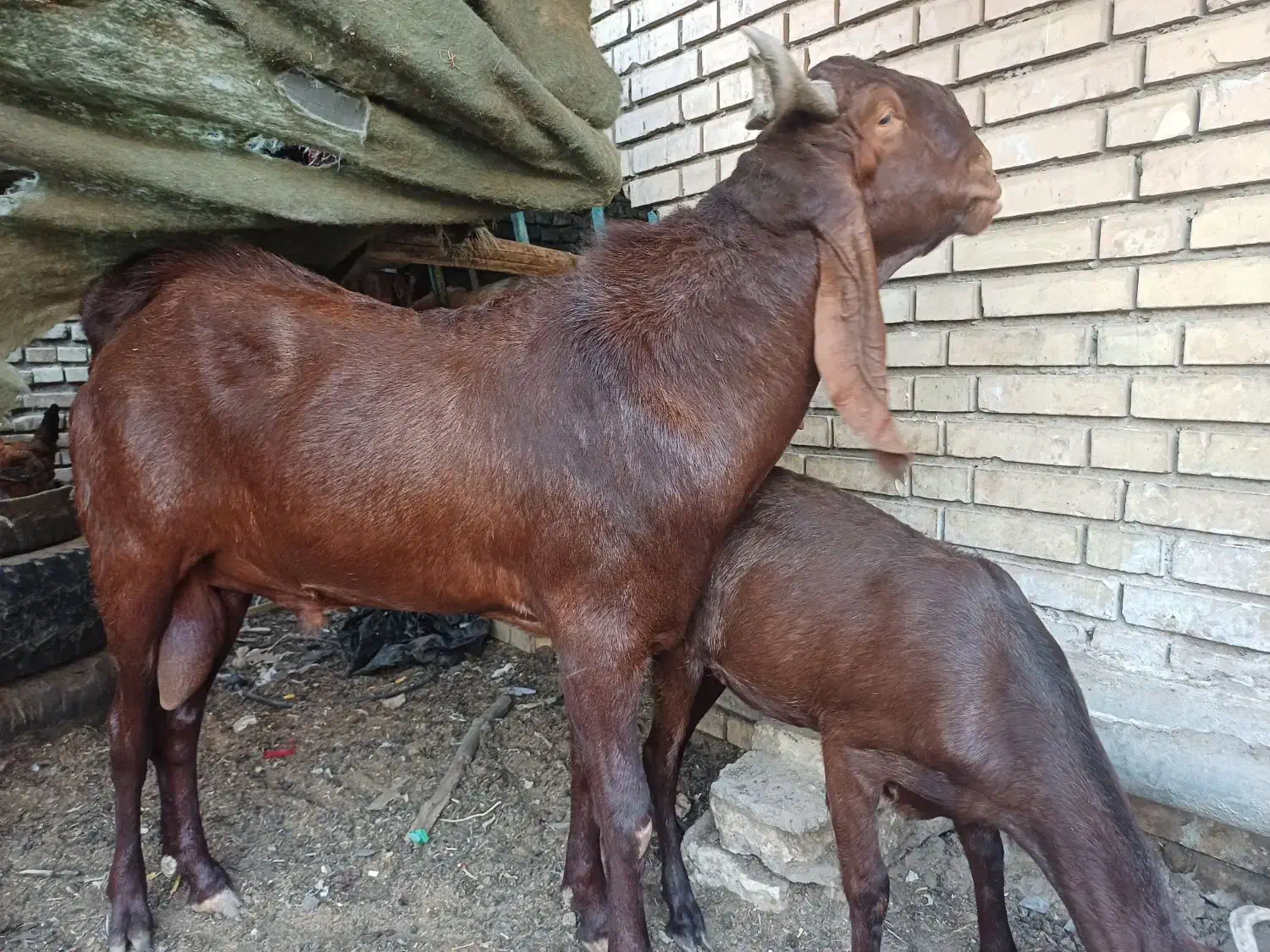 نر افغانی|حیوانات مزرعه|خرمشهر, |دیوار