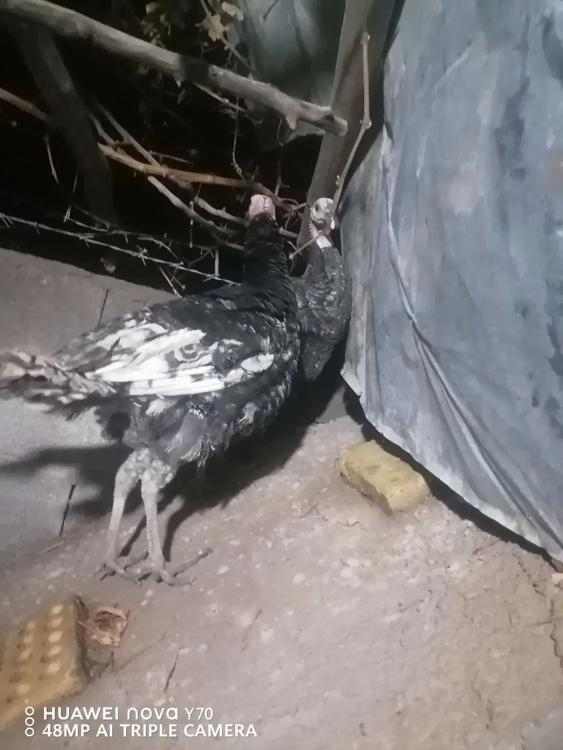 فروش بوقلمون نر محلی|حیوانات مزرعه|کرمان, |دیوار