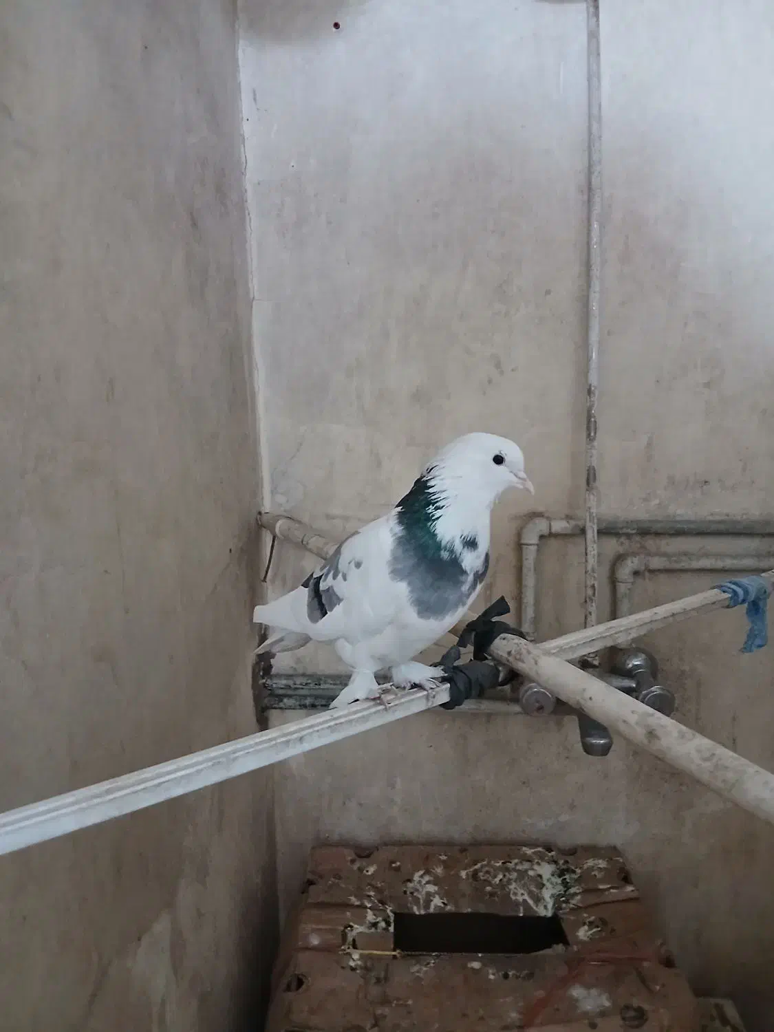 کبوتر پر و سیاه پشت|پرنده|نجف‌آباد, جامی|دیوار