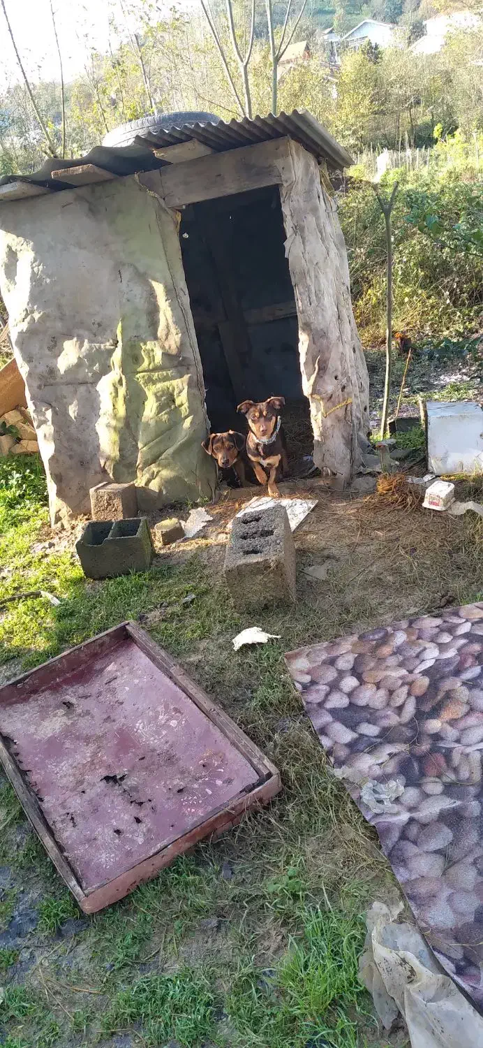 واگذاری|سگ|لاهیجان, شهرک سلمان فارسی|دیوار