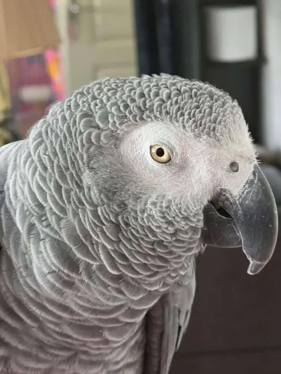 گم شده|حیوانات|سنگر, |دیوار