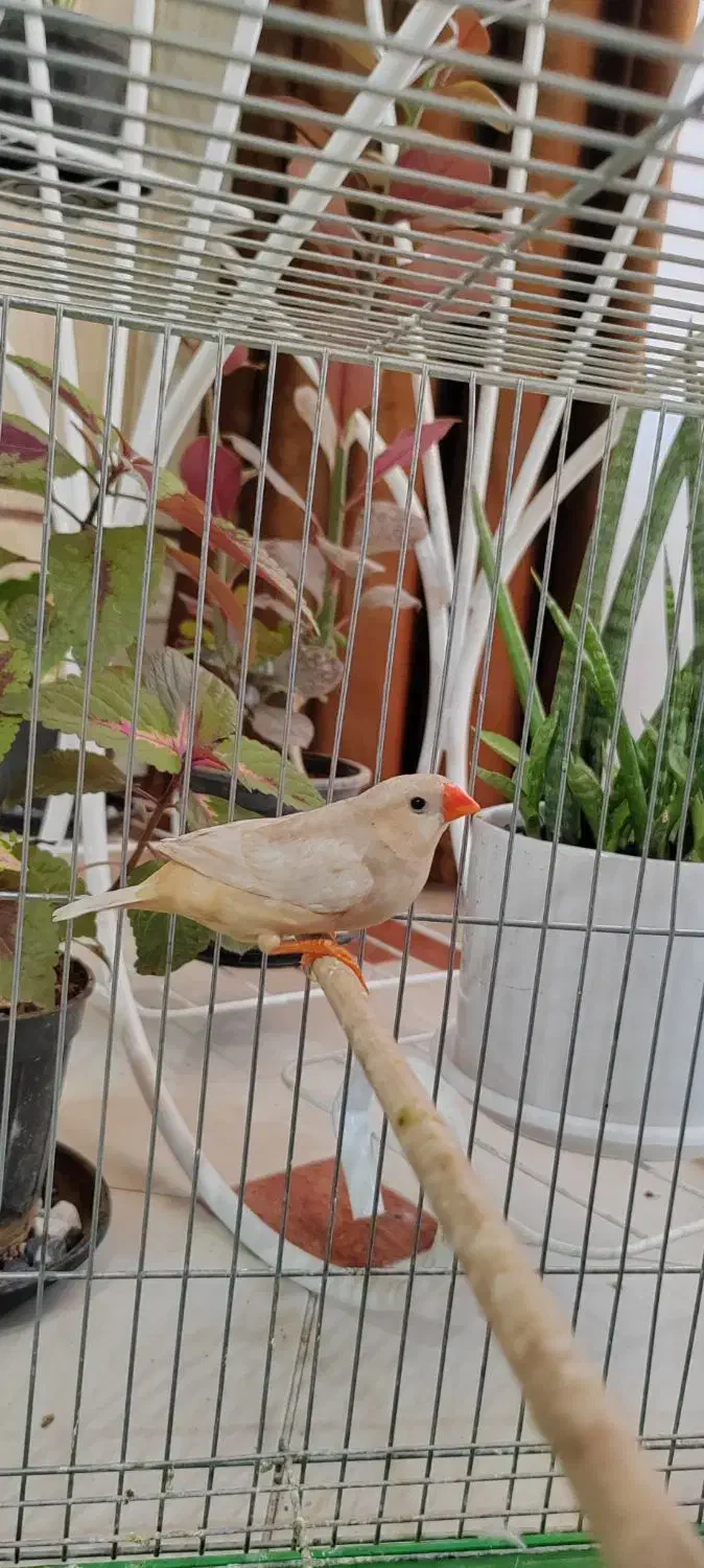 یک عدد ماده ایزابل اورنج و یک عدد نر کینگ اروپایی|پرنده|اصفهان, درب کوشک|دیوار