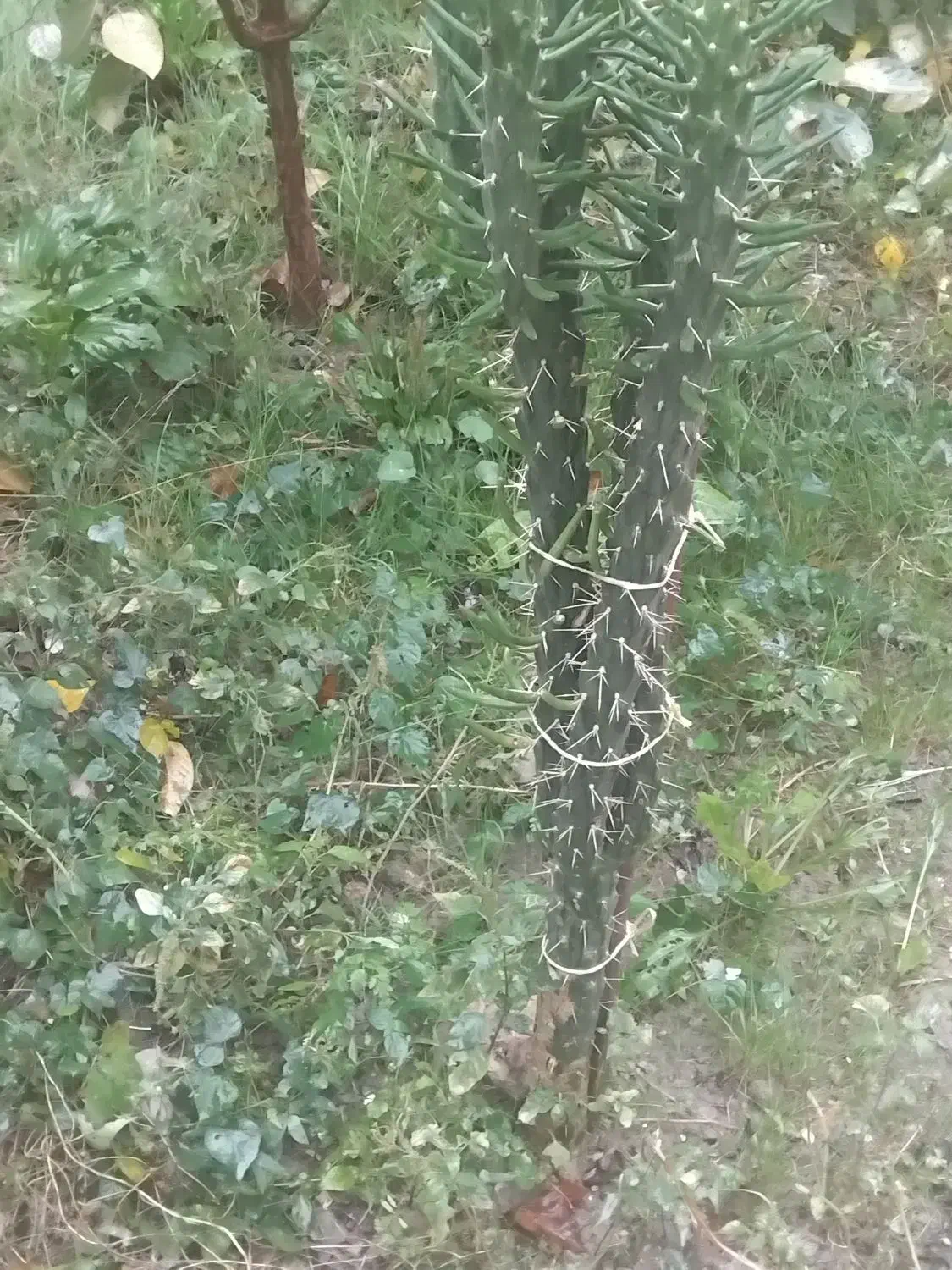 گل کاکتوس|گل و گیاه طبیعی|کردکوی, |دیوار