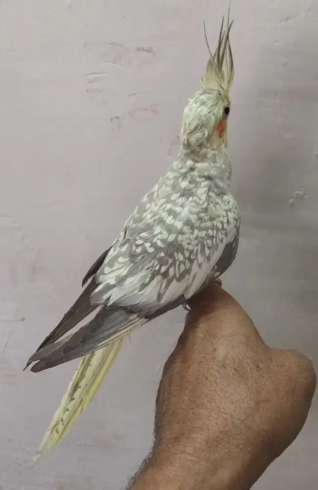 عروس هلندی مرواریدی|پرنده|خمینی‌شهر, |دیوار