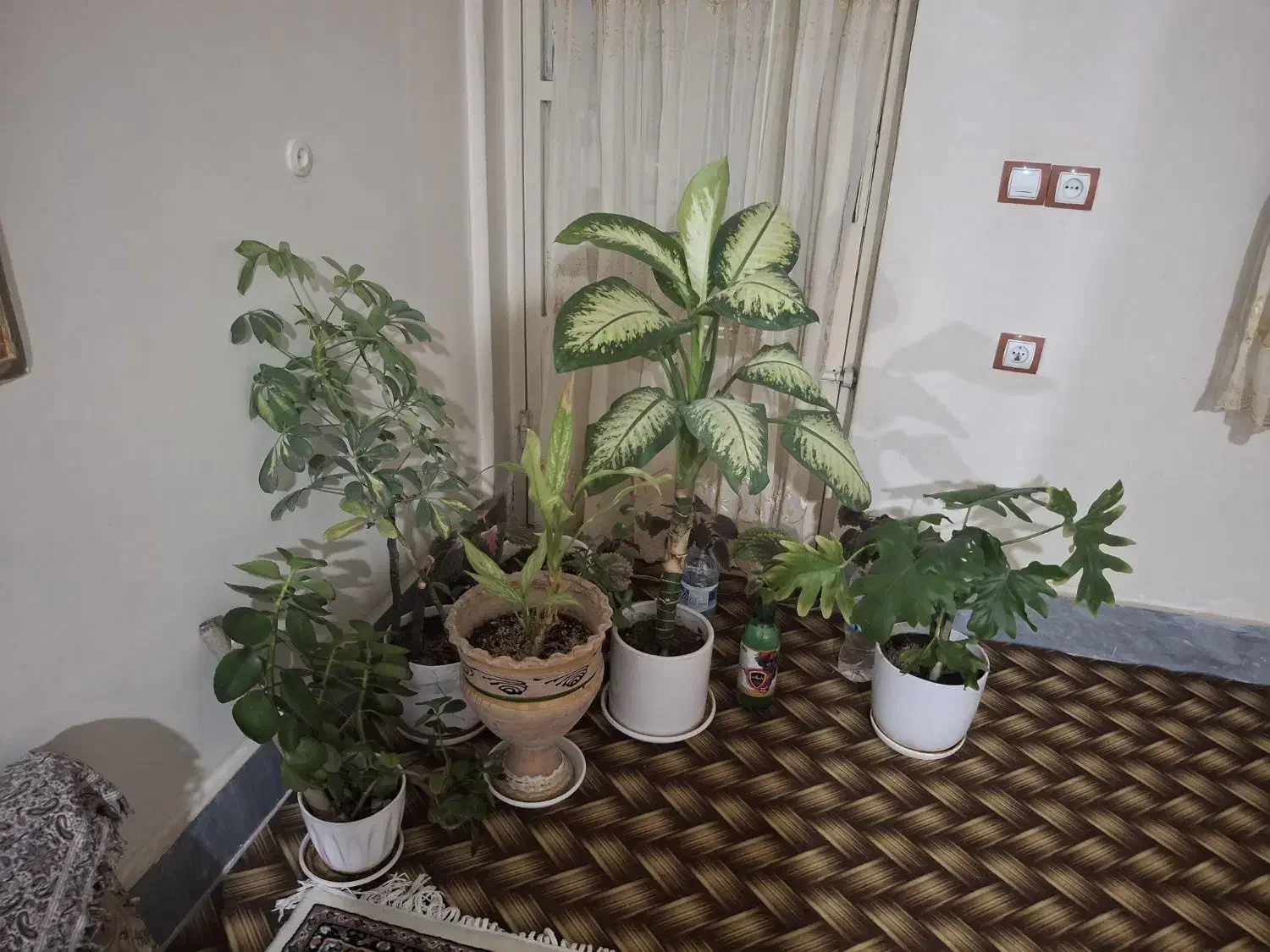 گل فروشی|گل و گیاه طبیعی|کوهدشت, |دیوار