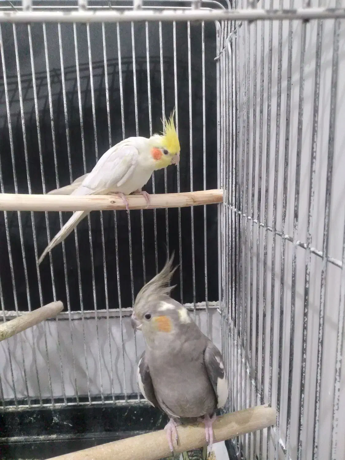 عروس هلندی نرو ماده|پرنده|ازنا, |دیوار