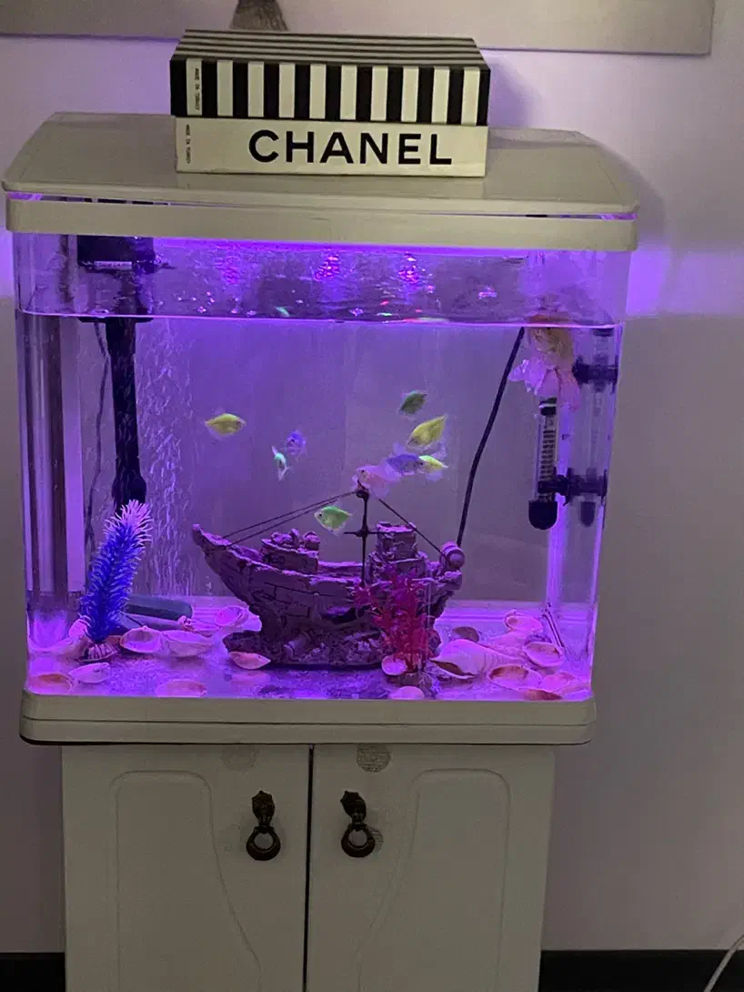 فروش اکواریوم و ماهی|ماهی|نیشابور, دارایی|دیوار