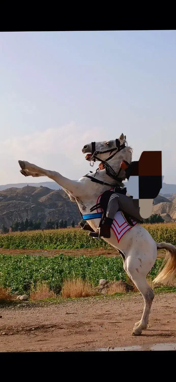 اسب سفید|اسب و تجهیزات اسب‌سواری|بهبهان, |دیوار