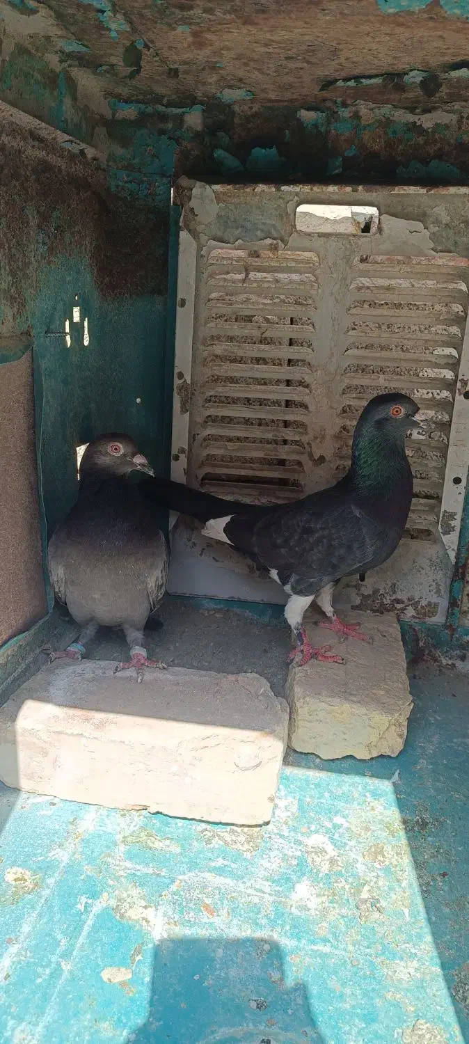 کفتر فروشی|پرنده|سراوان, |دیوار