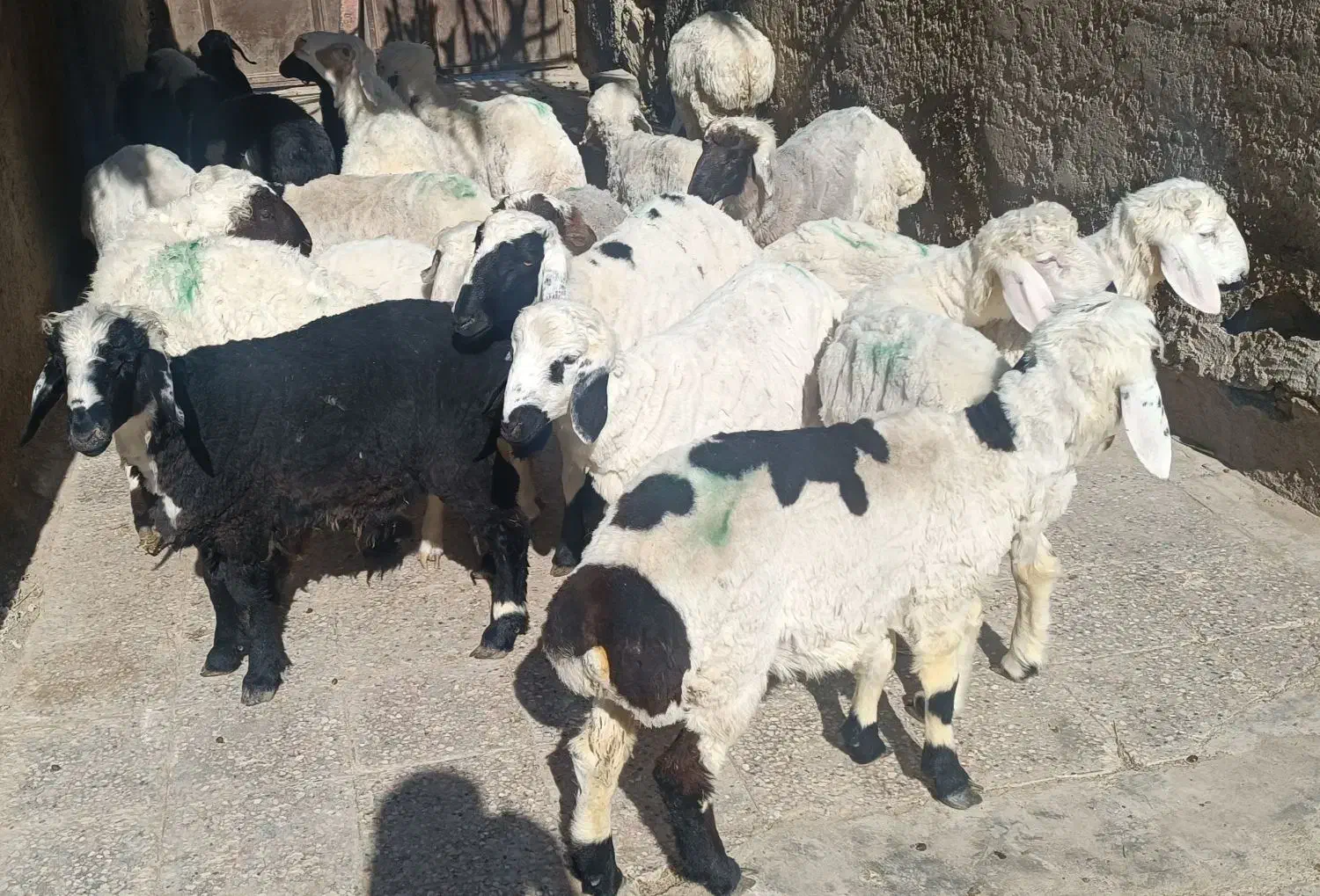 فروش بره و بزغاله نژاد خوب گوشتی|حیوانات مزرعه|زابل, |دیوار