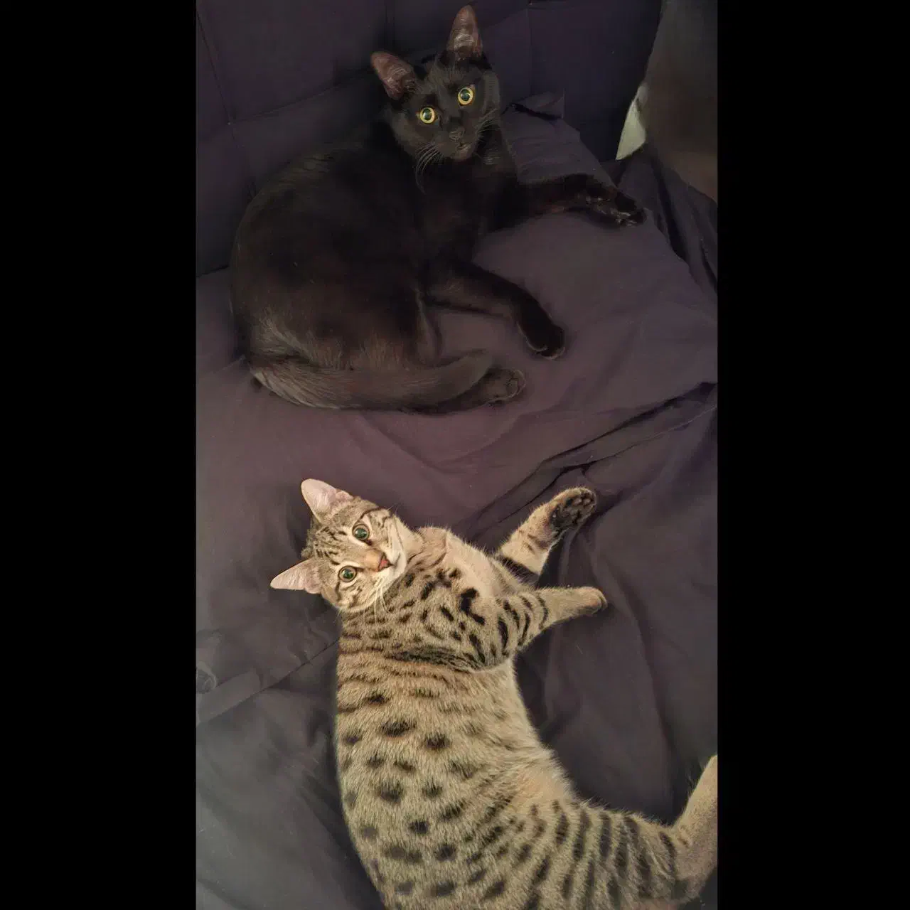 واگذاری گربه|گربه|اسلام‌شهر, شهرک الهیه|دیوار